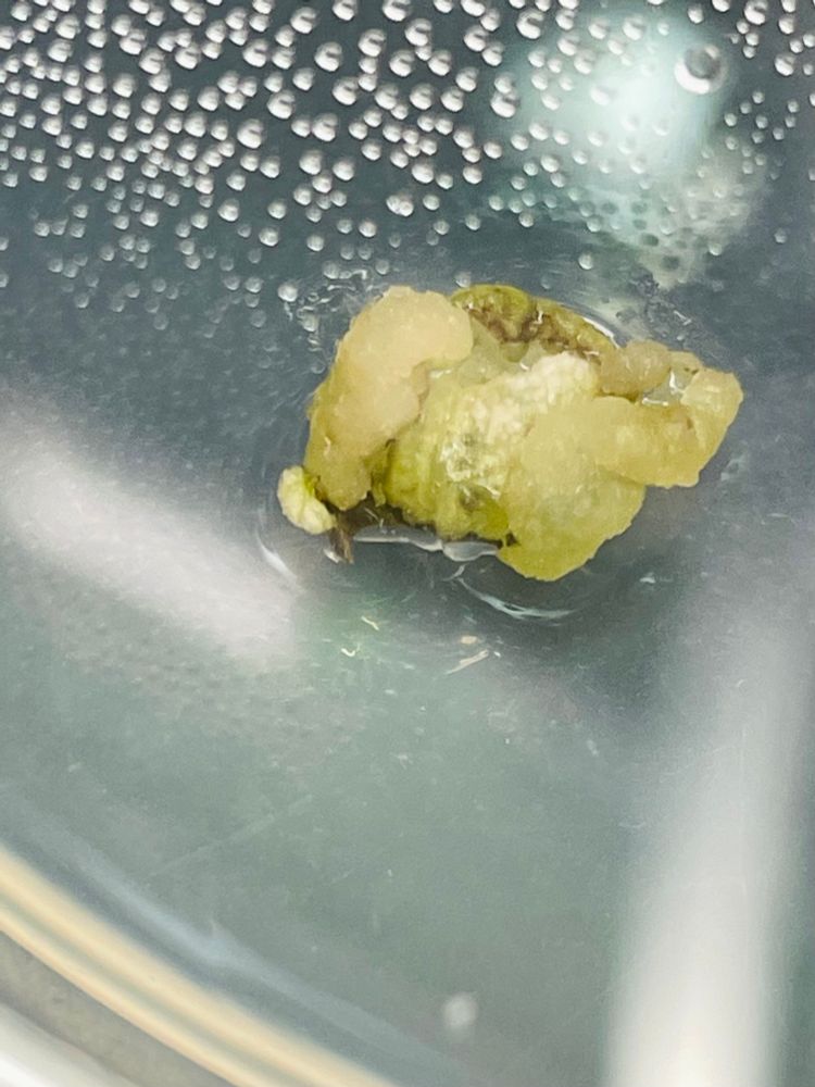 a close up image of a gnarled, weirdly textured leaf bit. it’s sitting in a small cup with a small amount of nutrient gel to keep the cells alive while simultaneously confusing them about their purpose in life