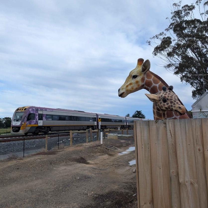 Two metalwork giraffes look over a fence at a VLocity train going past