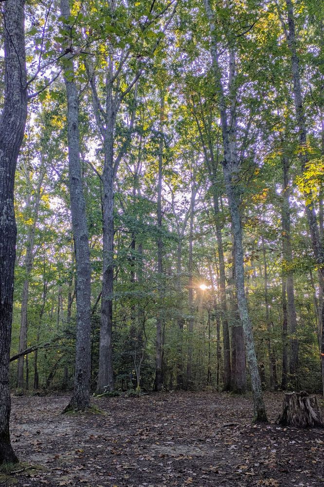 Sunrise through the trees at Cloudland Canyon State Park (northwest Georgia, USA)