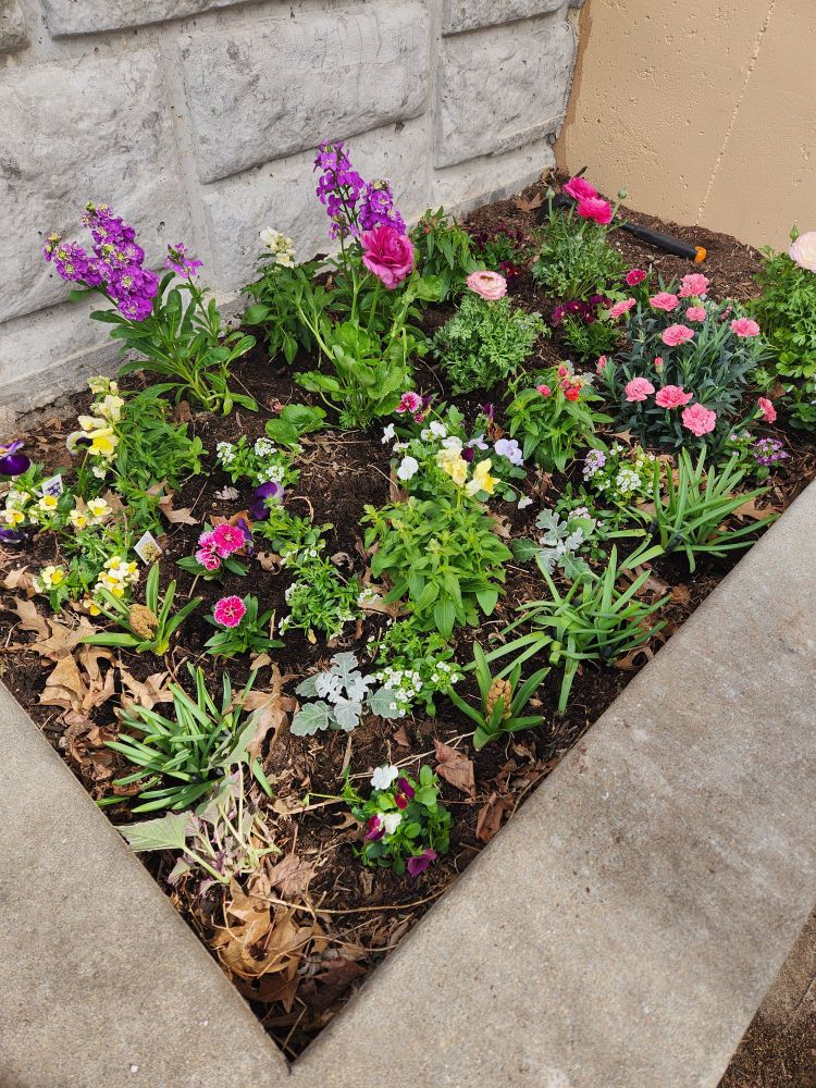 A rectangular flower bed pictured at an angle.  Full of purple and pink spring annuals with a few soft yellow and lavenders thrown in fit good measure.  There are slay dried maple leaves, as the bed wasn't completely cleared before planting.