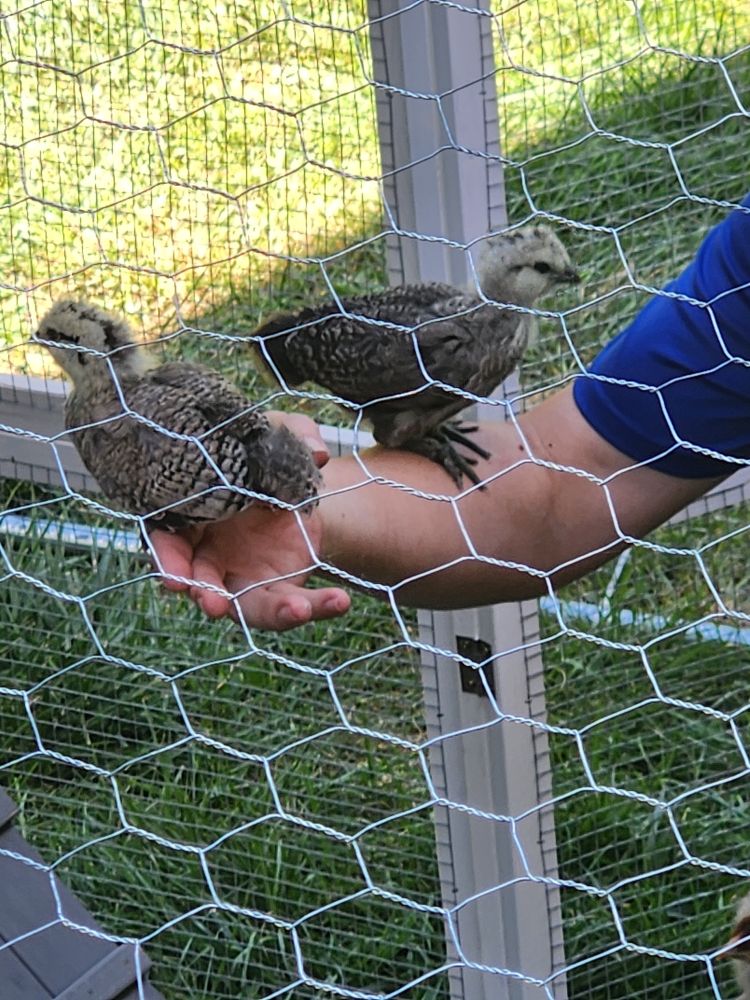 Two two-week-old baby chicks perched on a man's hand and arm, viewed through chicken wire. 