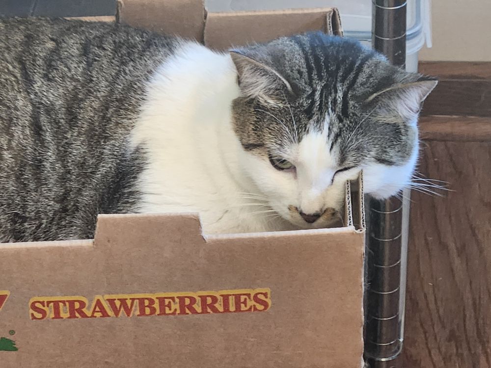 A tabby and white cat laying in a cardboard box marked "strawberries." Kitty's cheek is smooshing over the edge giving the illusion that she's melting. 