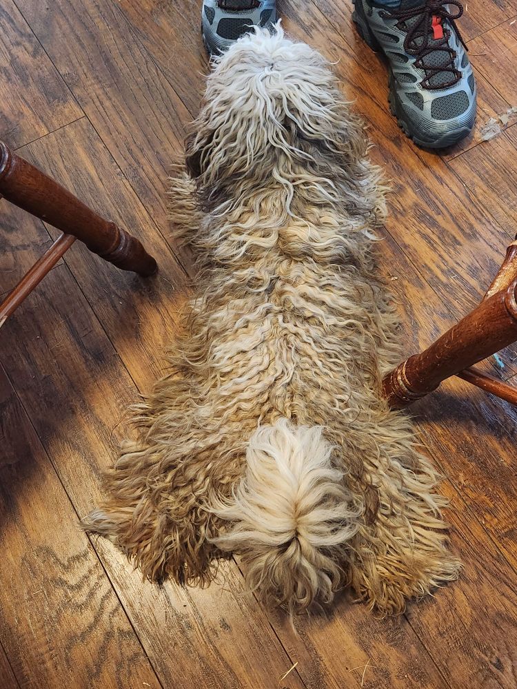 A shaggy (needs a haircut, but no matting or major tangles) red merle Havapoo pup, laying on the wooden floor, with his back legs spread so his whole body, inner thighs included is sploot on the floors. His shaggy tail is curled up a bit.