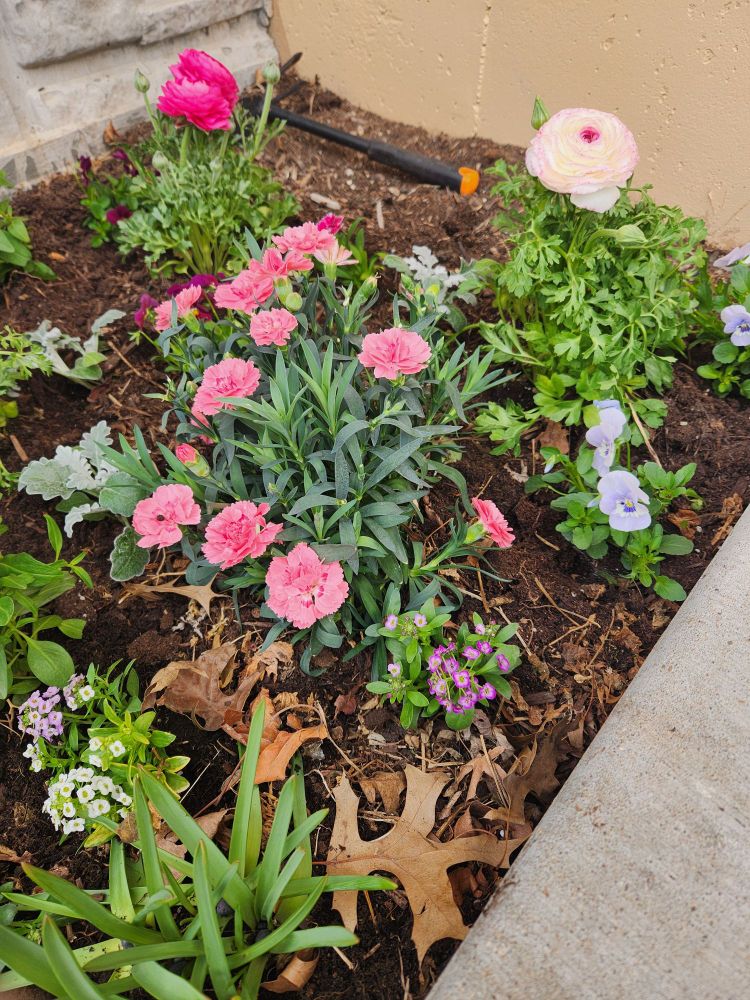 This close up features a soft pink carnation full of blooms, lavender violas, purple and white alyssum, and a ranunculous with a pale pink bloom that has darker pink tips.