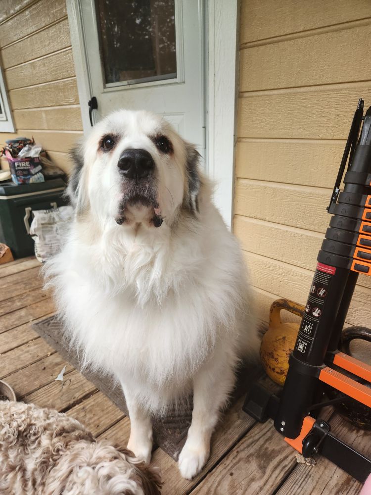A great Pyrenees looking at the camera. She looks very soft because she is. 