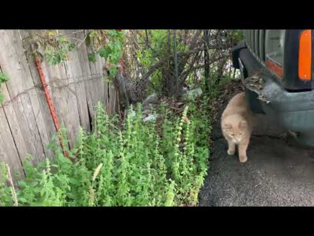 Meeting A Neighborhood Cat