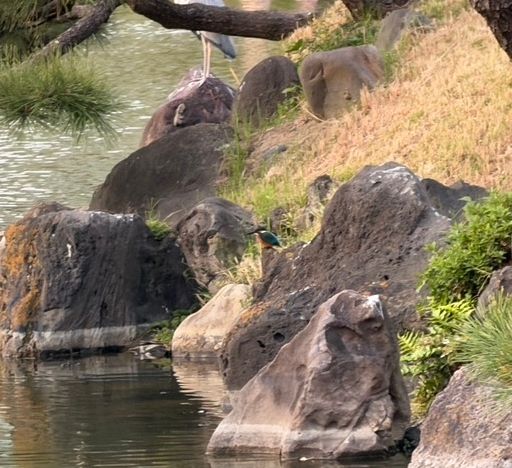 iPhoneで撮ったカワセミを拡大したもの。カワセミの特徴的なオレンジのお腹と、翡翠色の背中がよく見える。