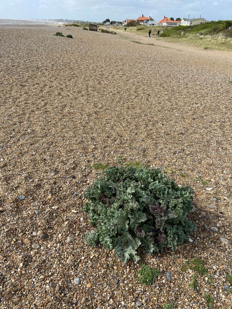 Sea cabbage