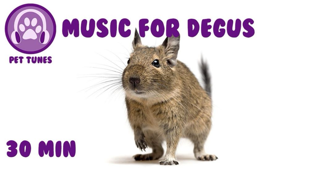 30 min Music for Degus! Relax Your Degu and Help Your Degu Sleep with Soothing Music