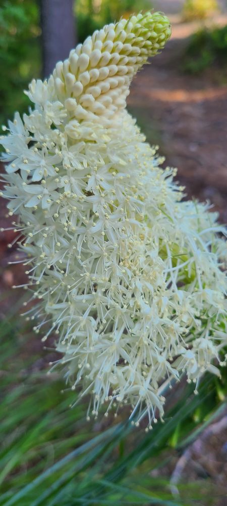 Beargrass