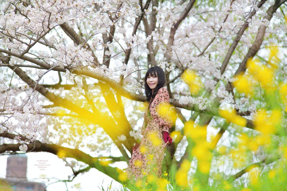 川沿いの公園で背景いっぱいの桜の下でこちらを見る女性　黄色い菜の花の前ボケが可愛い