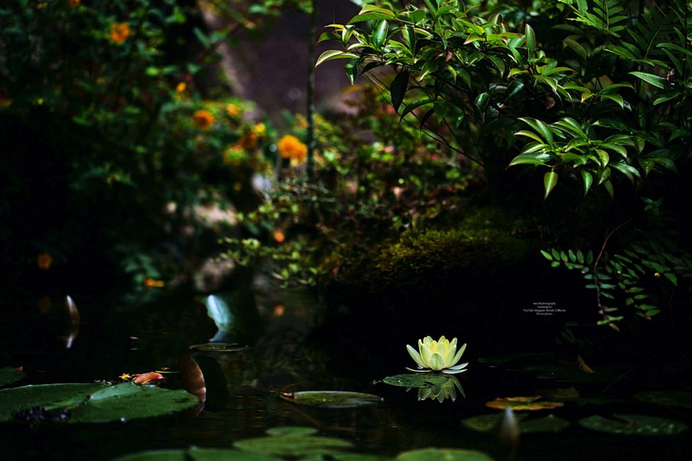 黄色い睡蓮が咲く風景