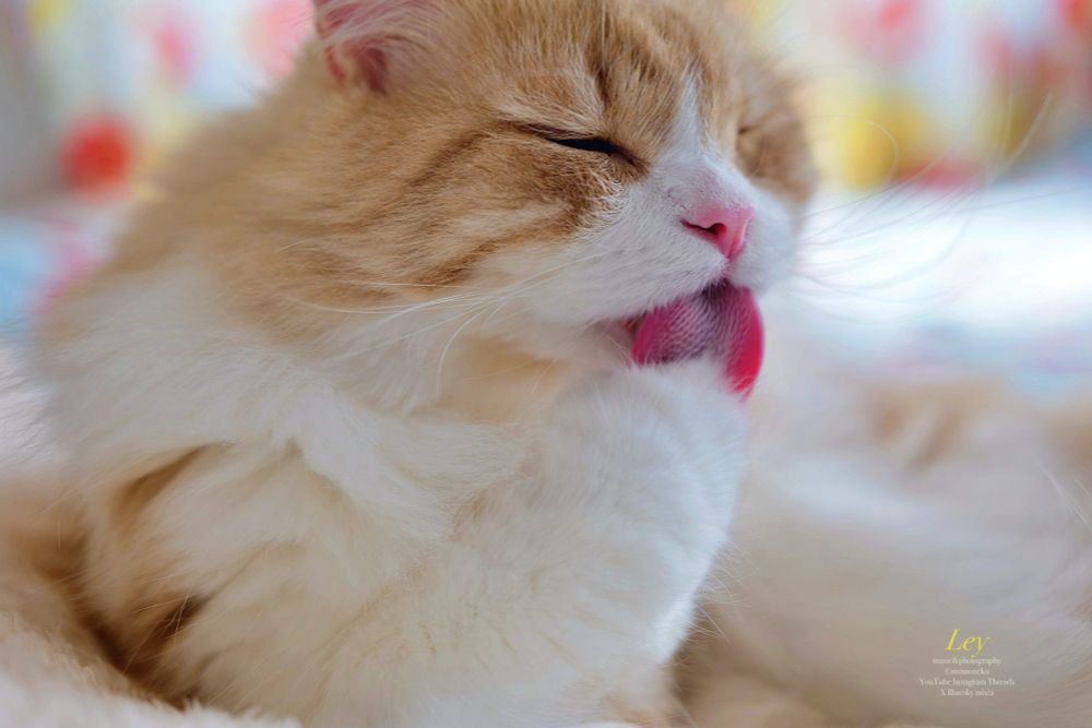 ベッドの上で寛ぎ中のスコティッシュ・フォールドの猫 Leyちゃん　ザラザラの突起が付いたピンク色の舌を出して念入りに前足を舐めている可愛い表情