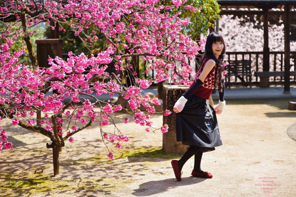 鮮やかなピンク色の早咲きの桜の前で春の到来を喜ぶ女性