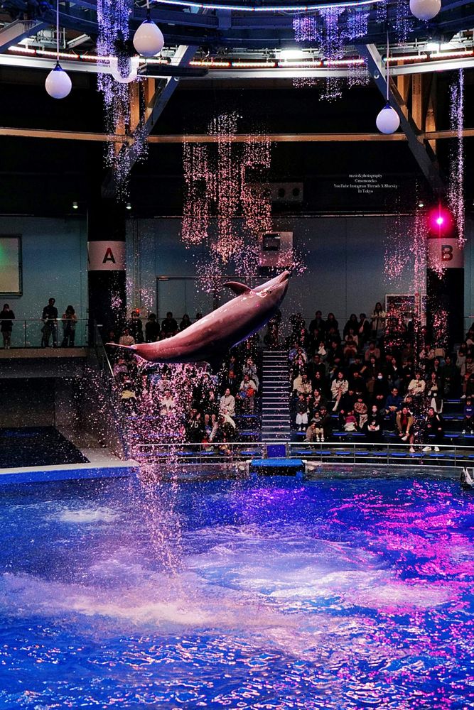 マクセルアクアパーク品川のイルカショー　水と光の演出の中でピンク色の照明を浴びてイルカが水の中から背面ジャンプ　