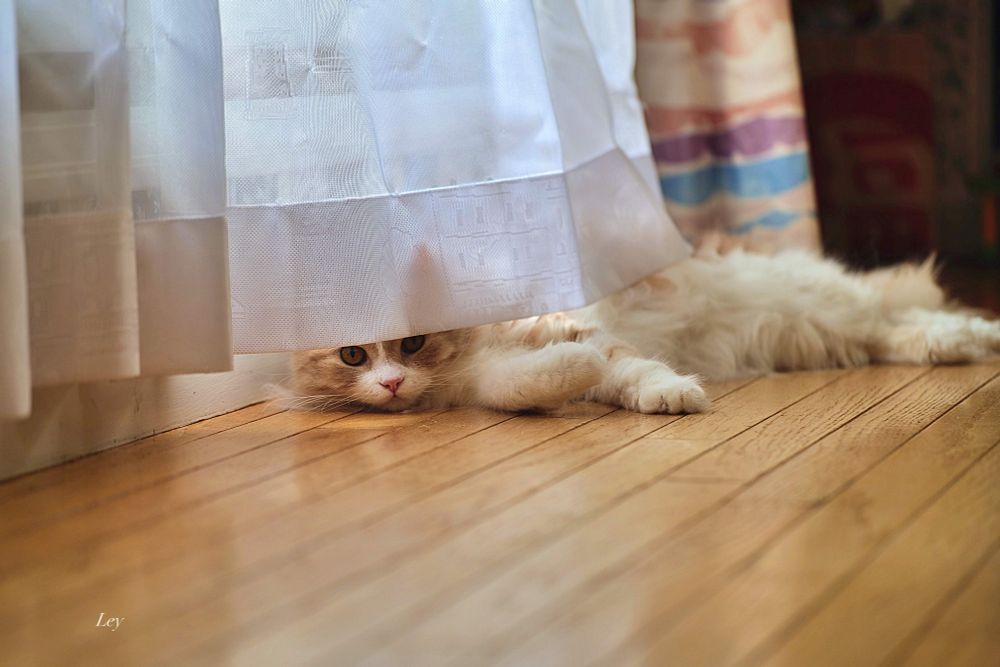 窓際のレースのカーテンの下に寝そべりチラリと顔を覗かせこちらの様子を伺っている猫