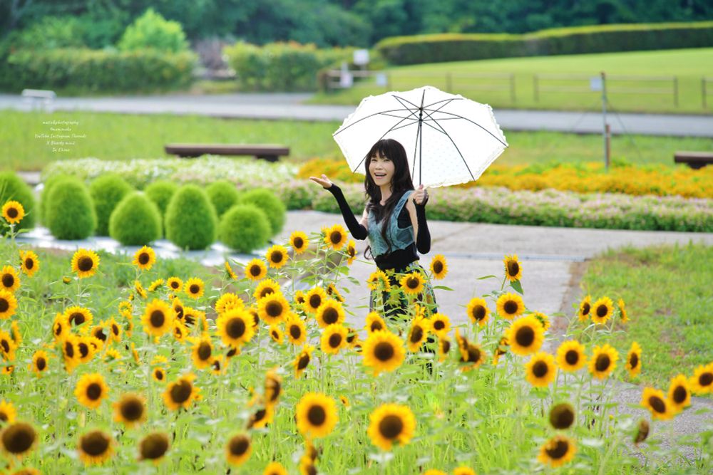 小さなヒマワリが咲き並ぶフラワーパークに日傘をさして立つ女性