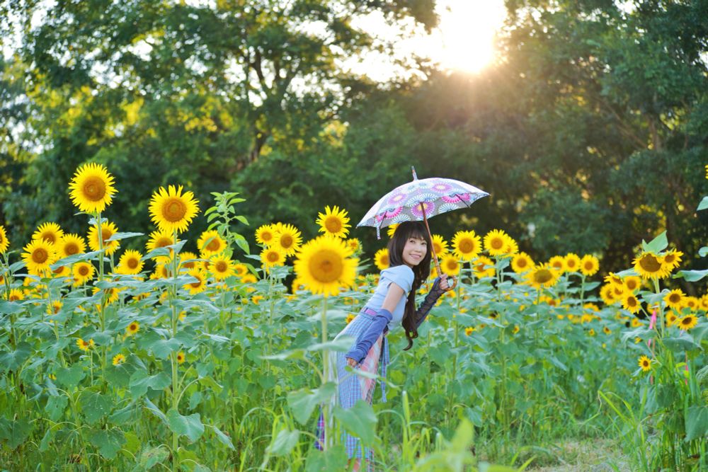 新しい日傘をさして夕暮れの太陽とヒマワリ畑を遊ぶ女性