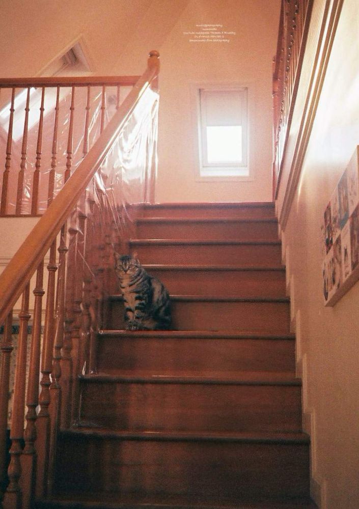 階段に座るお家ネコちゃん