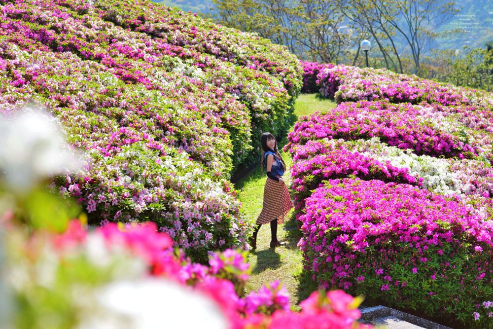 山の景色が美しいツツジ 咲く公園でツツジ の小道からこちらを振り向く女性