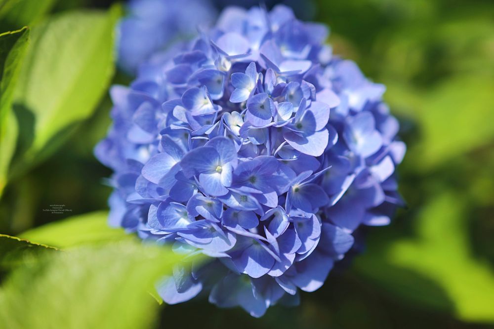 湯島聖堂に咲く青い紫陽花