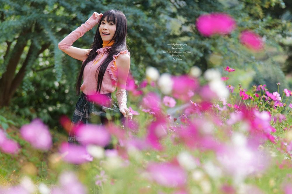 ピンク色の秋桜の前ボケの後に立つ女性