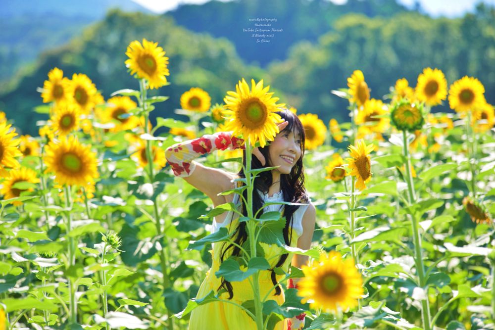 ヒマワリ畑で自分の背丈と同じ位のヒマワリを見つけ後に立って遊ぶ女性