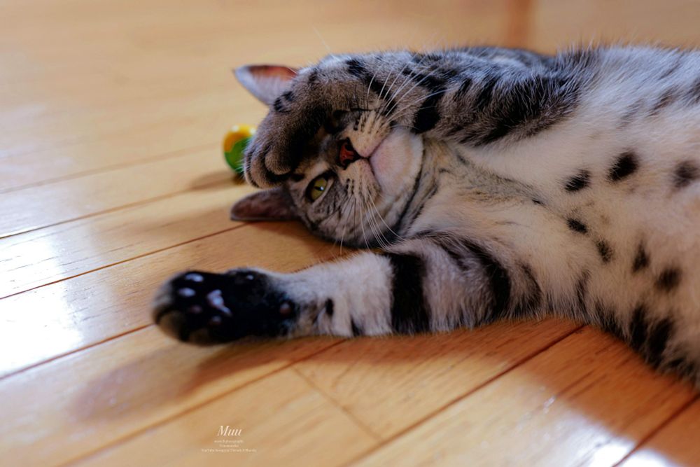 夕方は3階に上がり、おもちゃを転がし自分もゴロゴロ転がって寛ぐ猫　仰向けになり左前足を額に当て右前足は伸ばしている