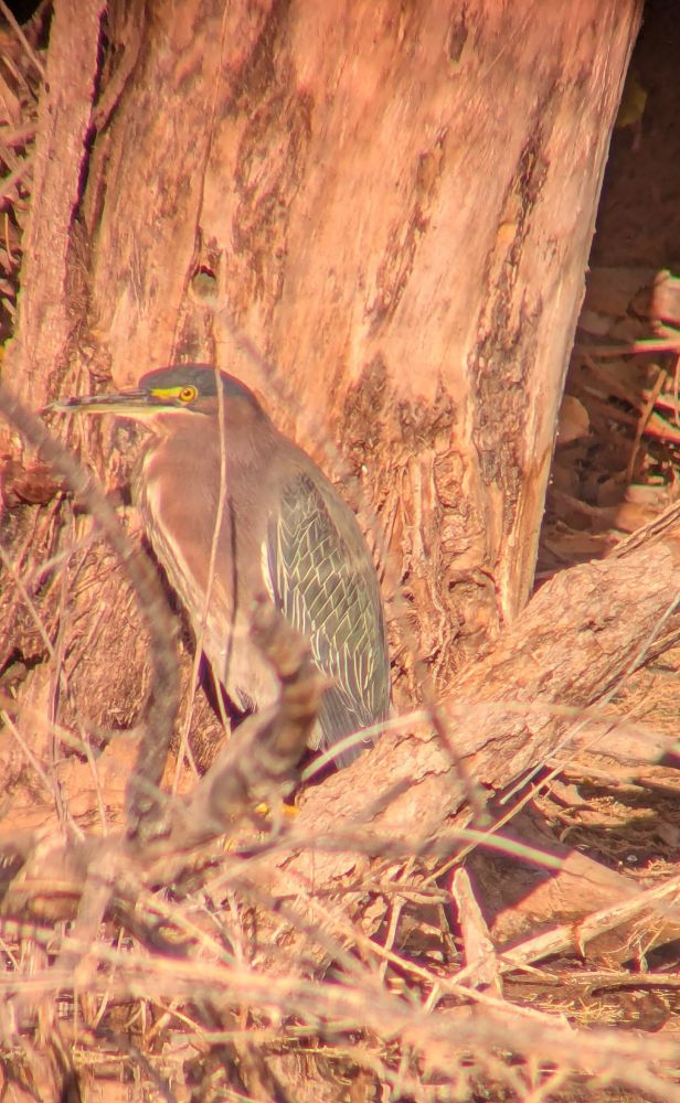 Green Heron, cell phone pic thru scope so not the best quality - but can see the green on the back.