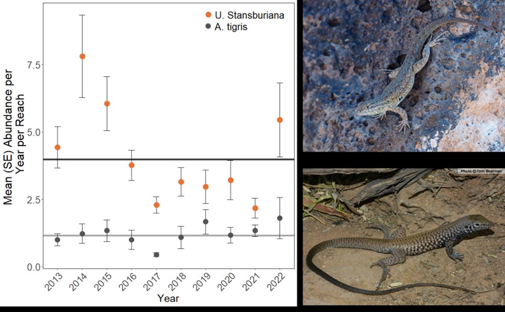 Side-blotched lizards declined but tiger whiptail abundance unchanging 