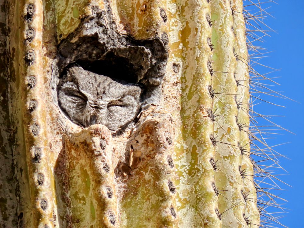 Small owl with squinty eyes in saguaro cactus 