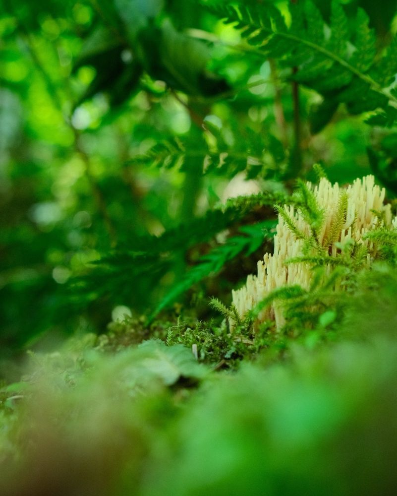 A macro photo of coral fungus made to look like a towering city.

#photography #mushrooms