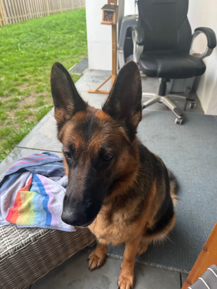 Schäferhündin von halb oben fotografiert 