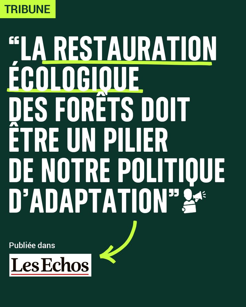 La restauration écologique des forêts doit être un pilier de notre politique d’adaptation