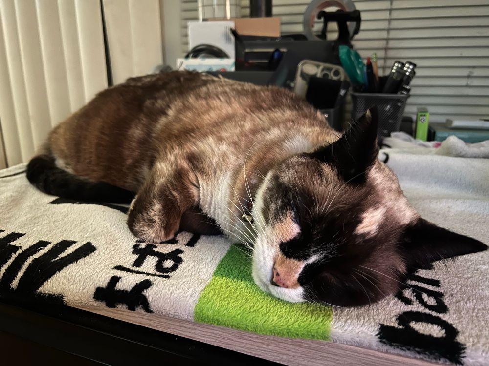 a precious toasted marshmallow cat is dozing on a japan metro blanket laid out on a desk, and her tail is tucked into her belly and held by her paw. she is completely asleep in a way that only cats comfortable in their environment do.
