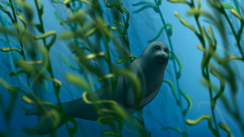 Digital painting of a harbor seal in a kelp forest. Its flippers are tucked close to its belly, looking toward the viewer