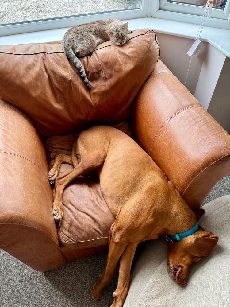 A Bengal cat and a Hungarian vizsla sharing a living room chair whilst asleep 