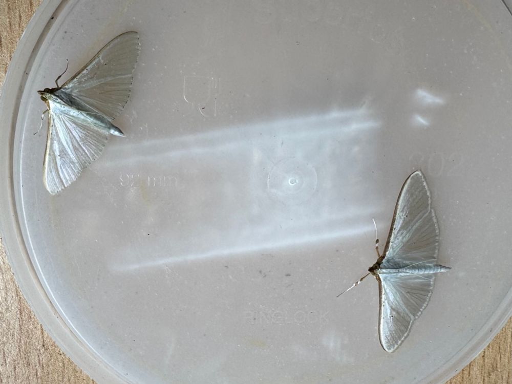 Palpita vitrealis