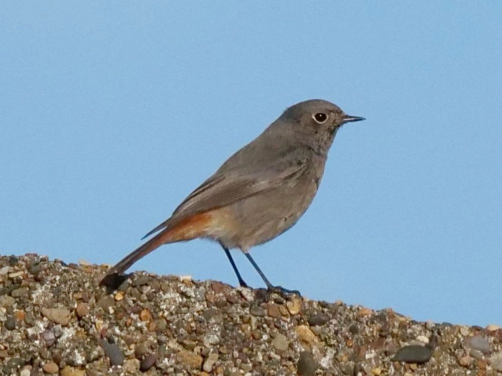 Black Redstart