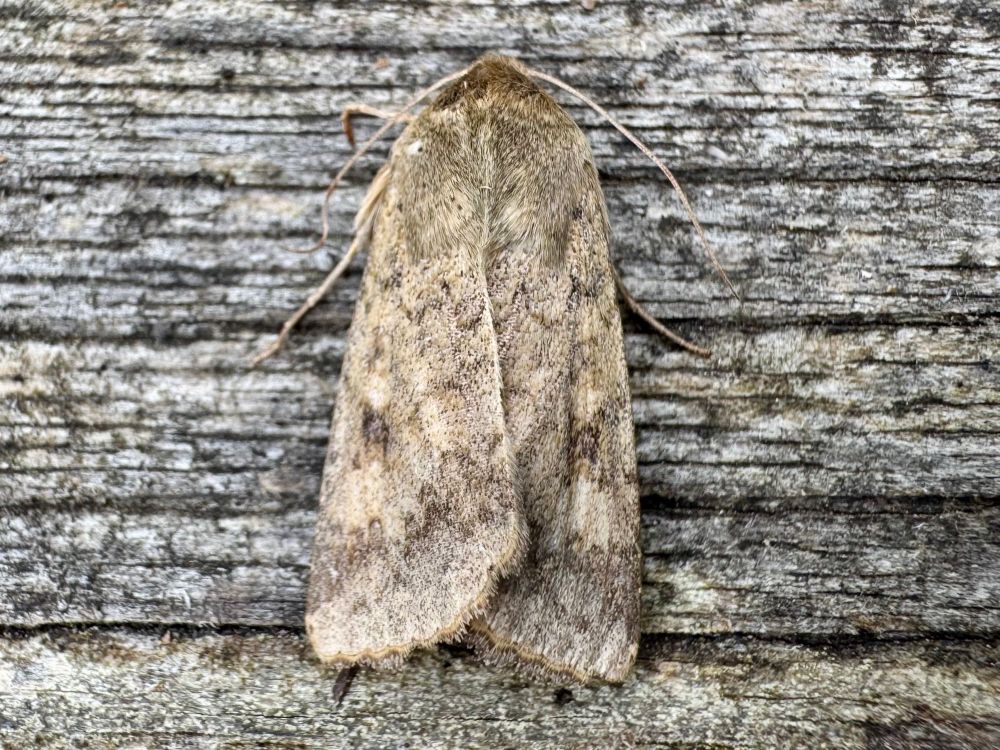 Scarce Bordered Straw