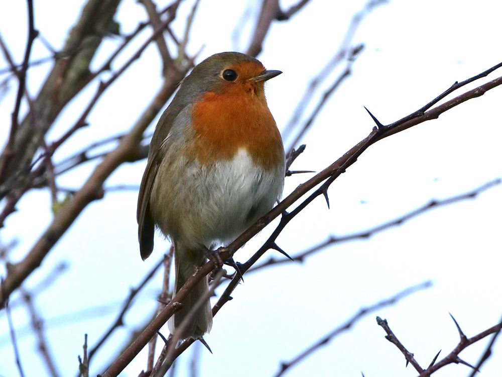 Robin