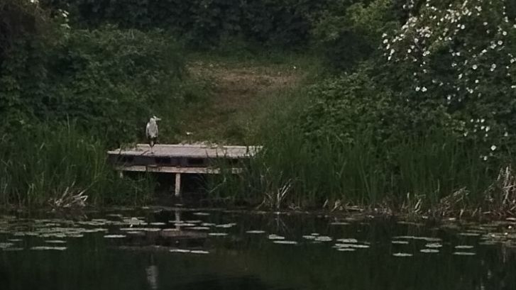 An unexpected encounter with a heron.