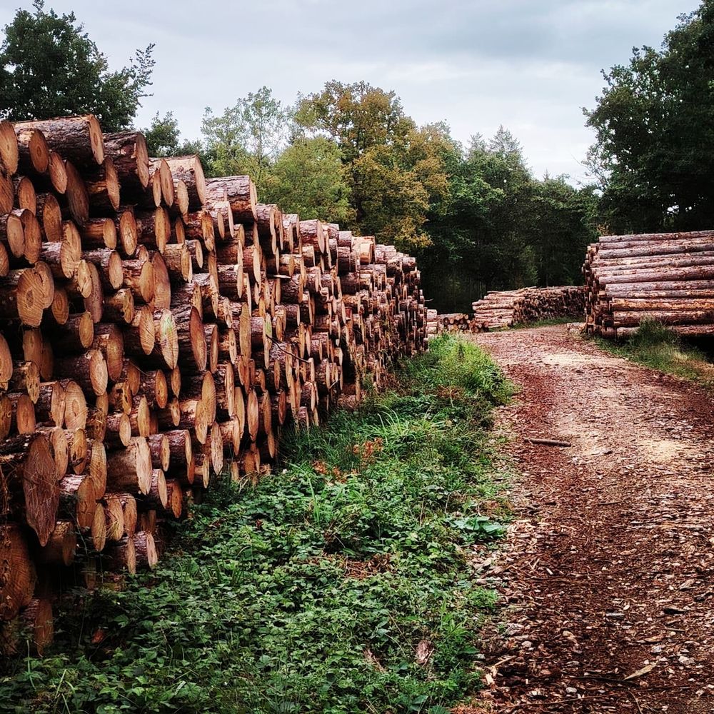 A stack of felled trees left to season by the track through the woods. 