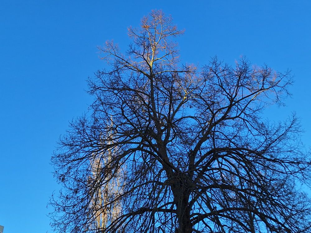 Ein Lindenbaum im Schatten. Dahinter eine Pappel im Sonnenlicht. Blauer Himmel. Kein Filter.