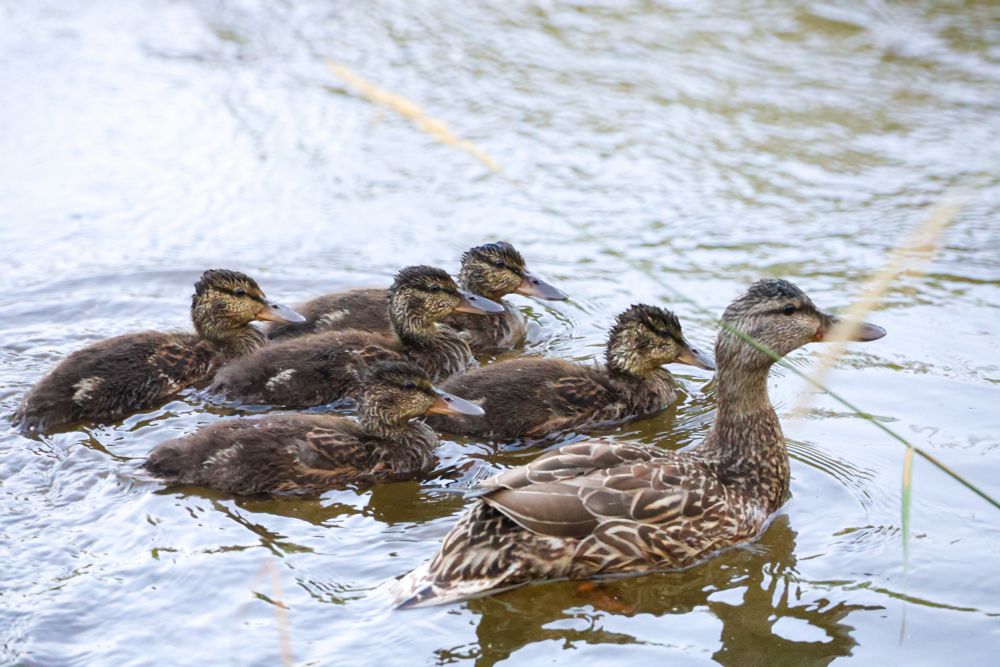 One mother and five teenage mallard ducks swimming together