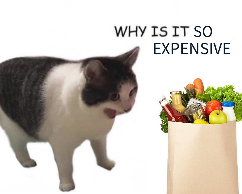 Cat meme expensive