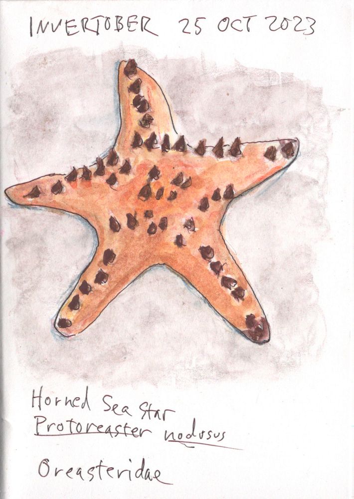 An ink, watercolor pencil, and wash sketch of a yellowish brown starfish with fifty or so nodules on its upper surface that look like chocolate chips.