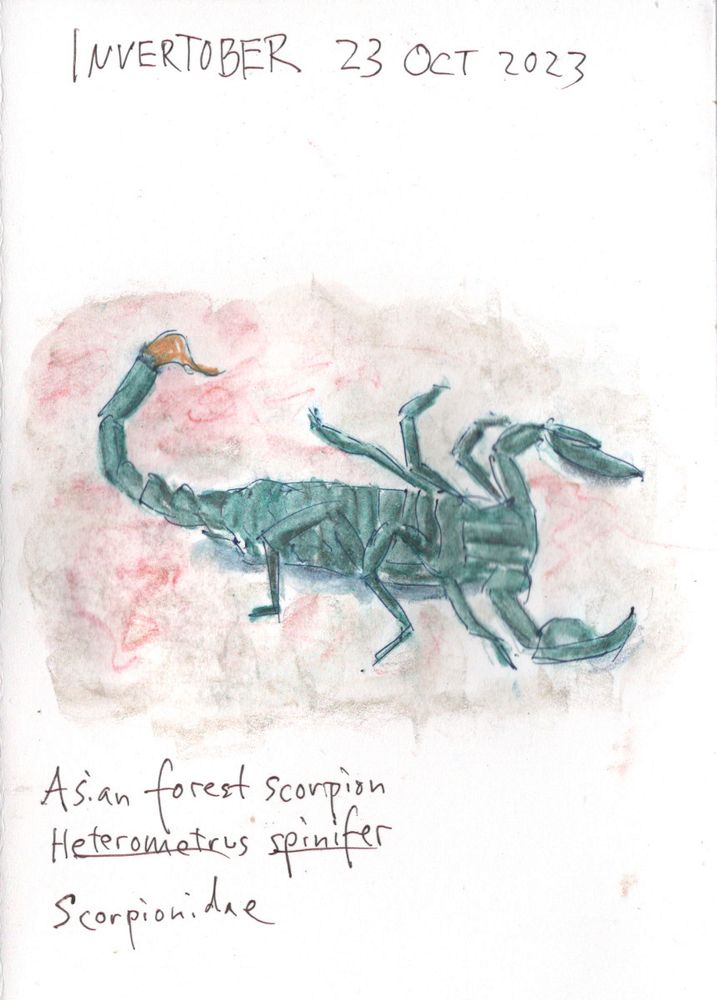 An ink, watercolor pencil, and wash sketch of a scorpion that is colored slate green with a yellow-brown stinger.