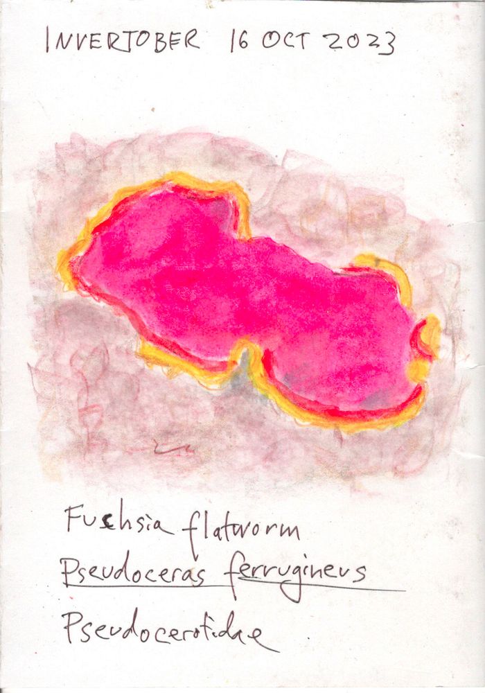 A sketch in watercolor pencil with wash of a large flatworm that is brightly colored magenta with red and yellow at its edges.