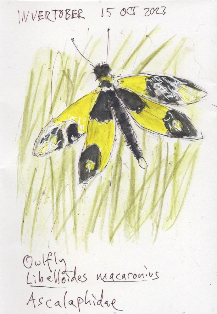 An ink, colored pencil, and wash sketch of a four-winged insect perched upright in some grass with bright yellow and black markings on its wings.